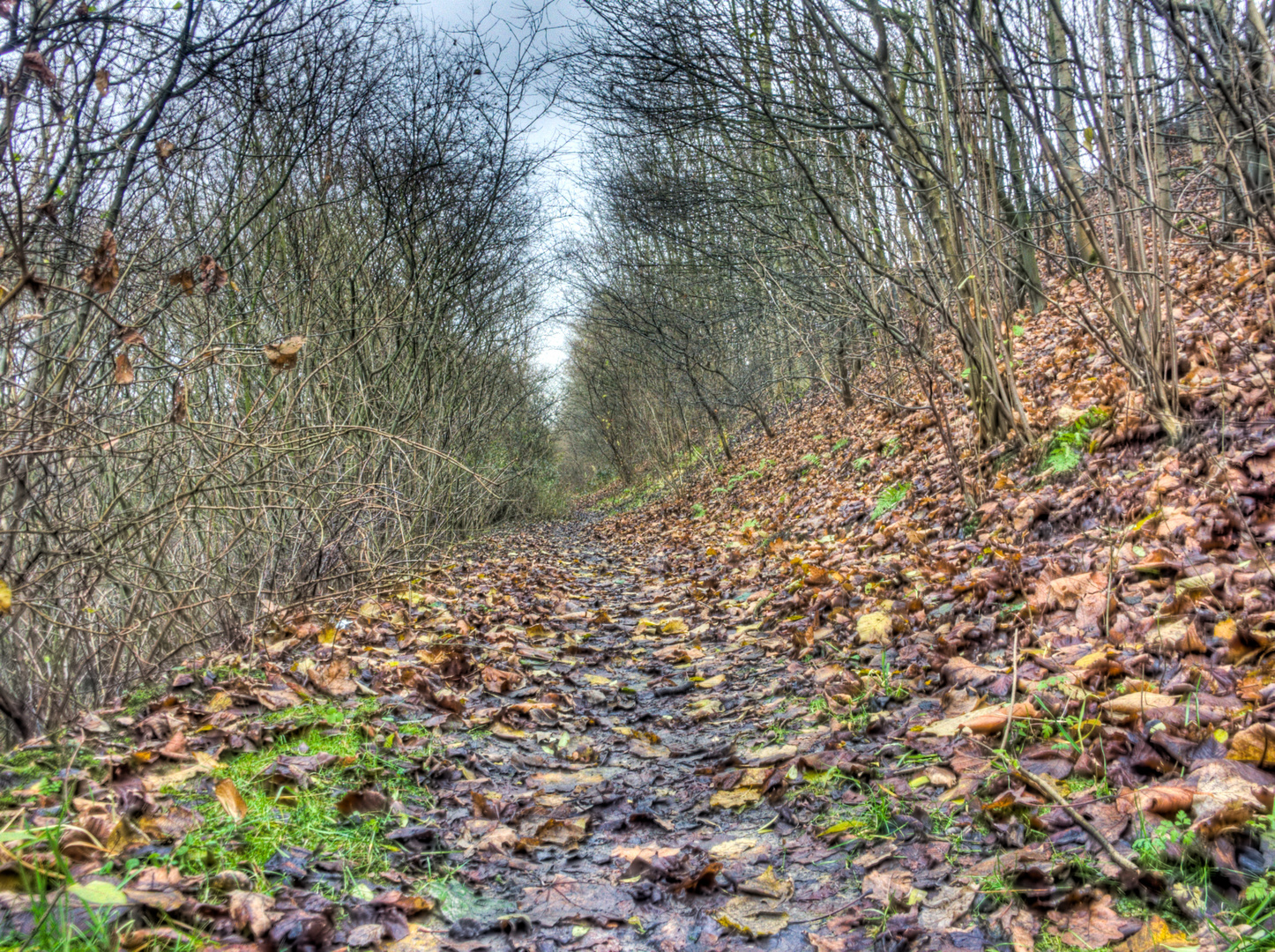 Wald mit Bäumen HDR