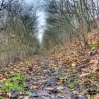 Wald mit Bäumen HDR