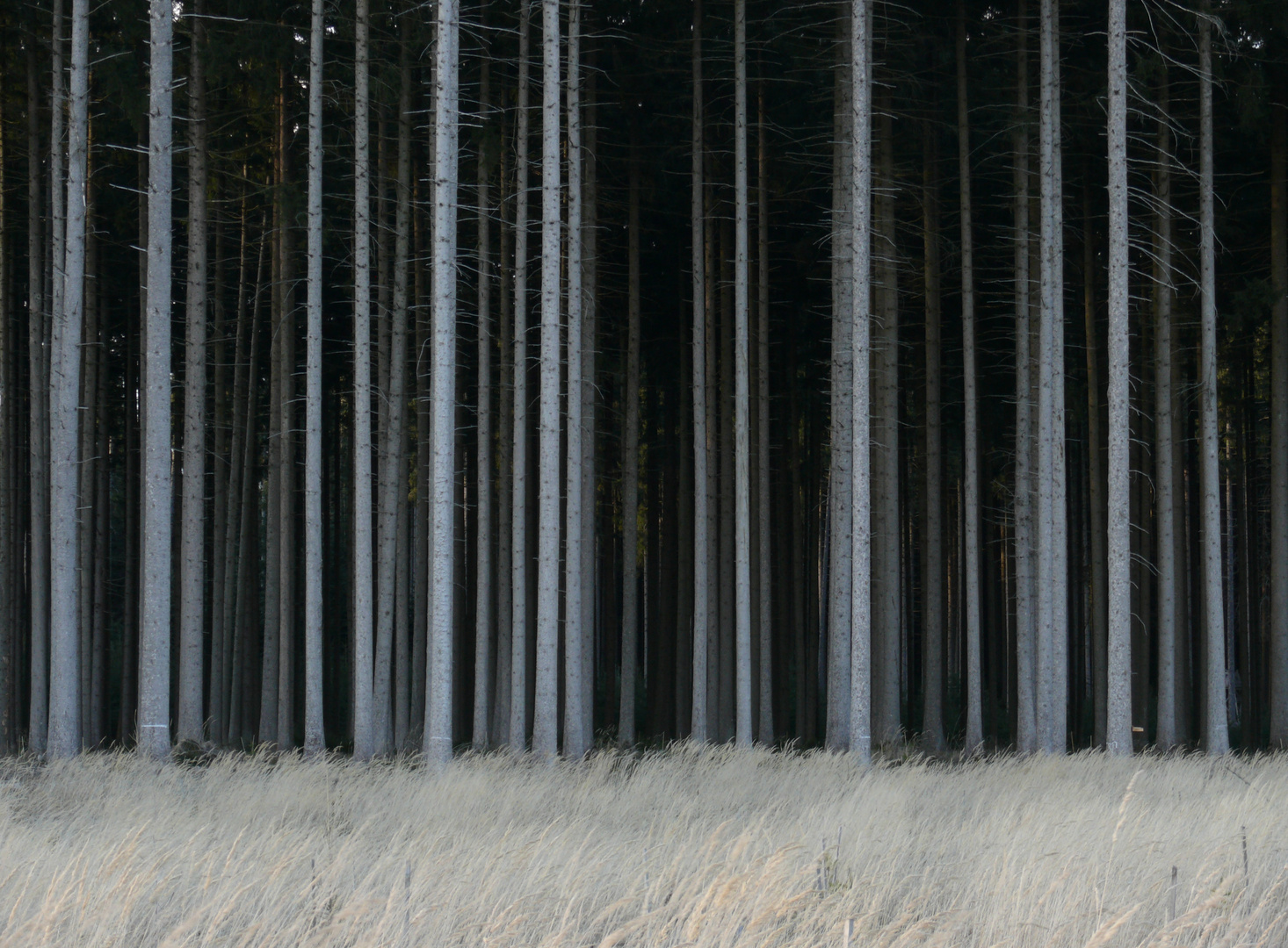 Wald mit Bart