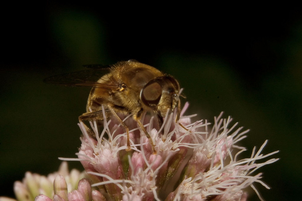 Wald mit Biene ääh  Schwebefliege