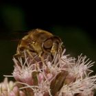 Wald mit Biene ääh  Schwebefliege