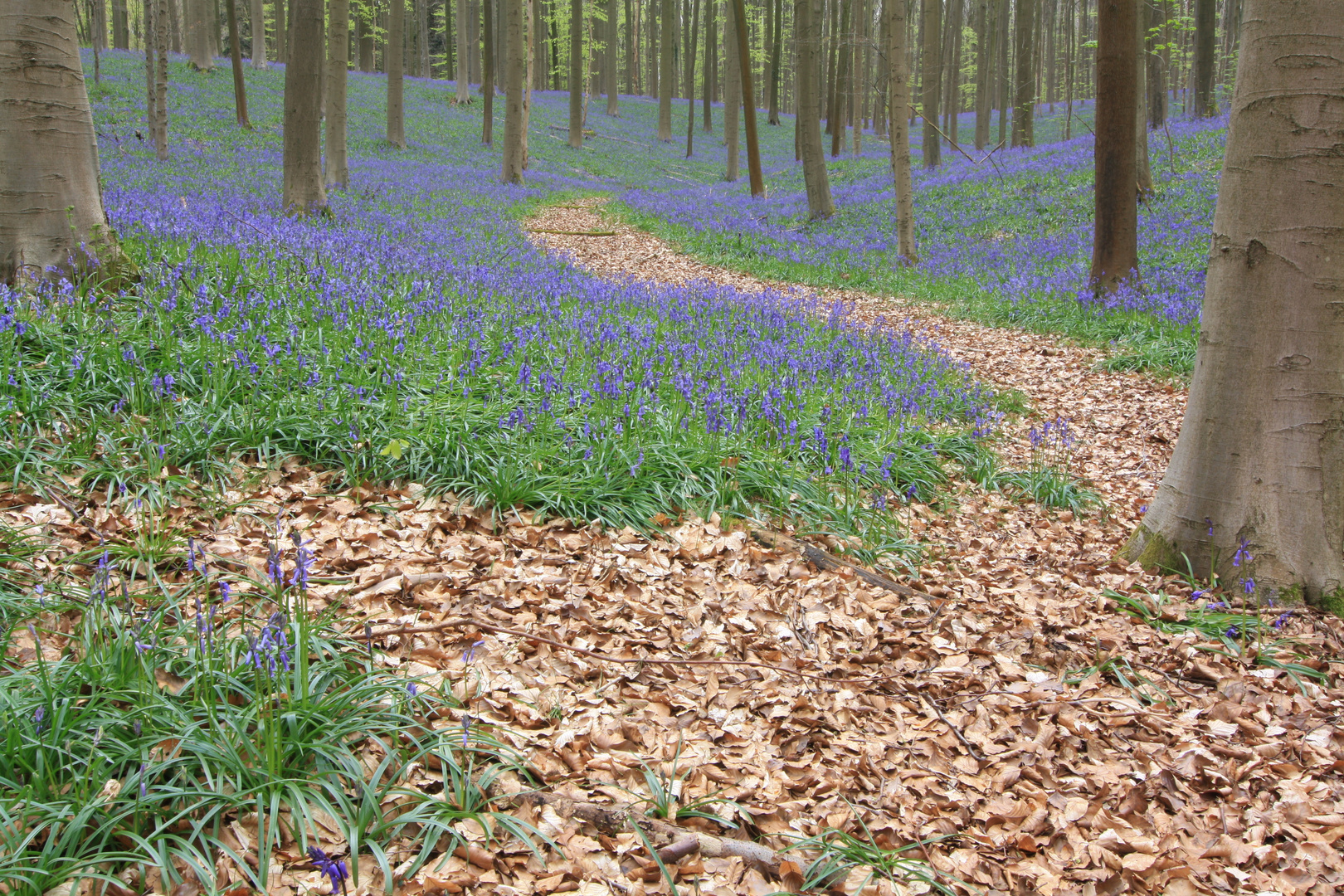 Wald mit Blumen oder Blumen mit Wald?