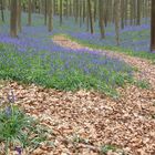 Wald mit Blumen oder Blumen mit Wald?