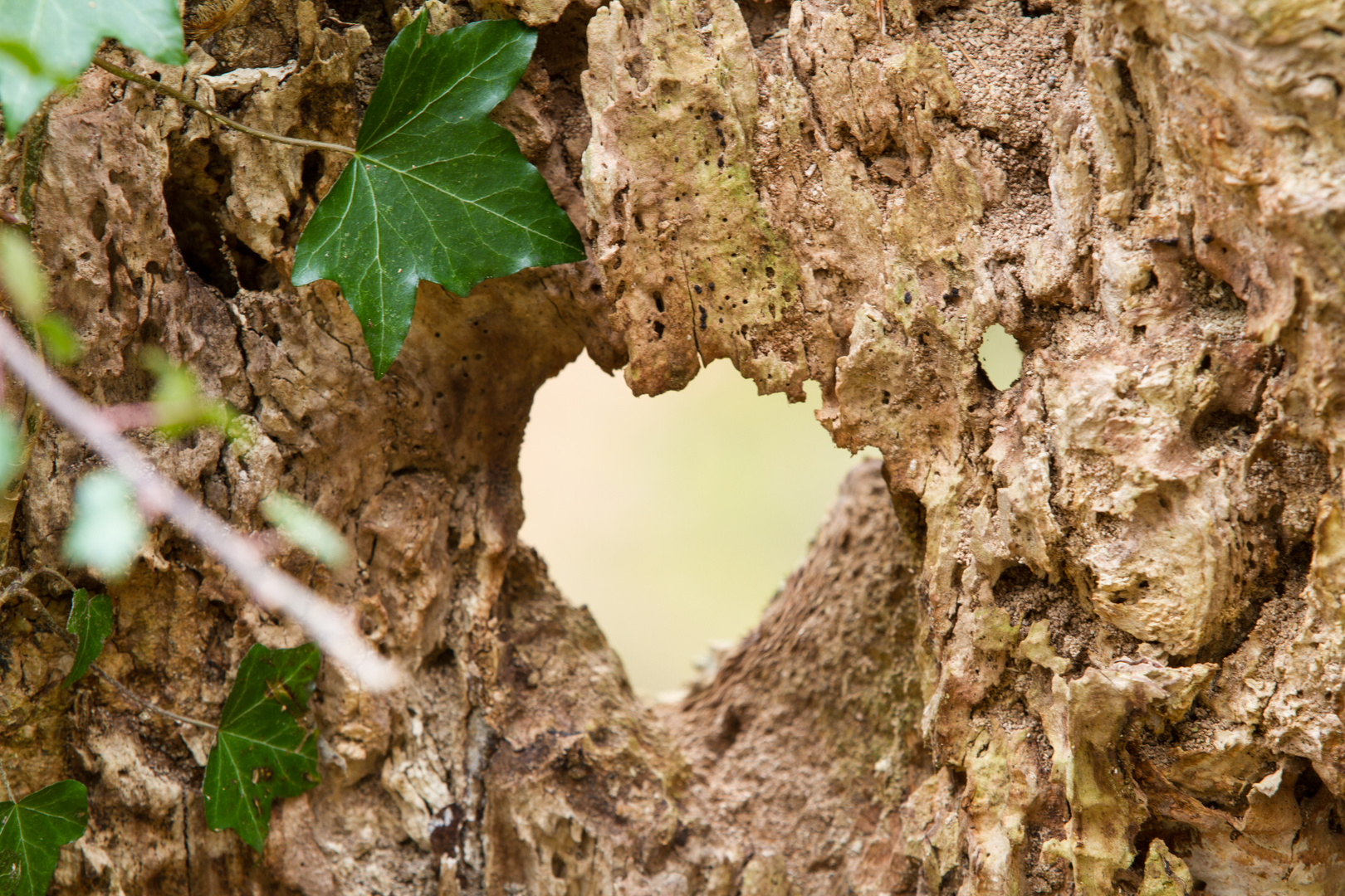 Wald mit Botschaft