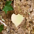 Wald mit Botschaft