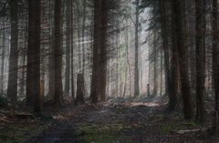 Wald mit den ersten Sonnenstrahlen