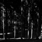Wald mit dunklem Licht