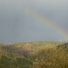 Wald mit Farbe