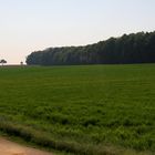 Wald mit Feld