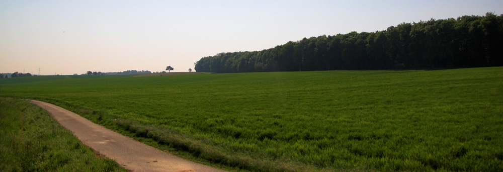 Wald mit Feld