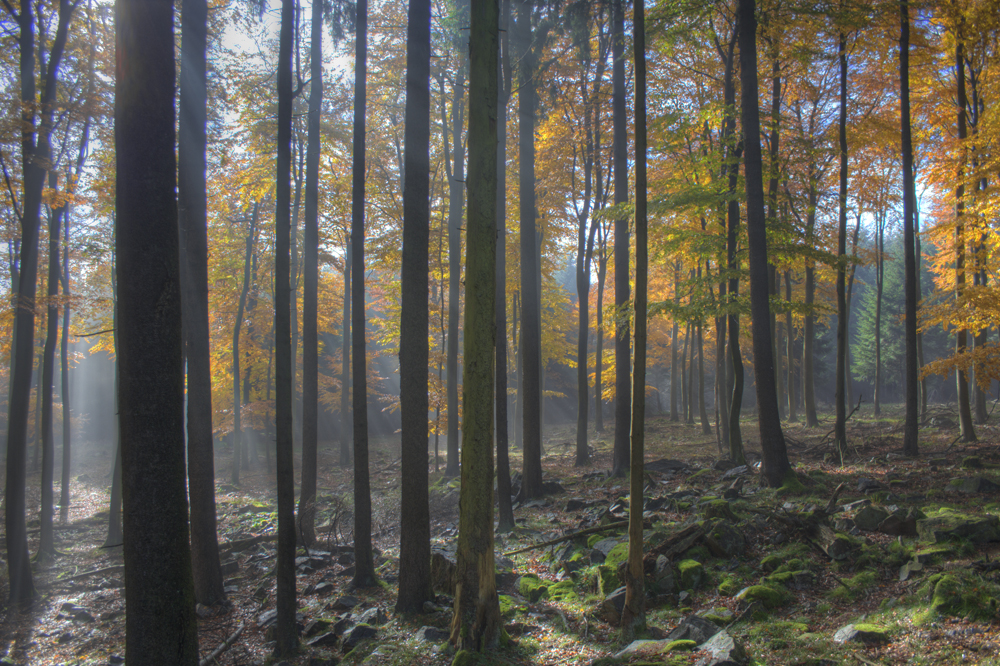 Wald mit Felsen und Lichstrahlen