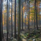 Wald mit Felsen und Lichstrahlen