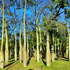 Wald mit Flaschenbäumen...