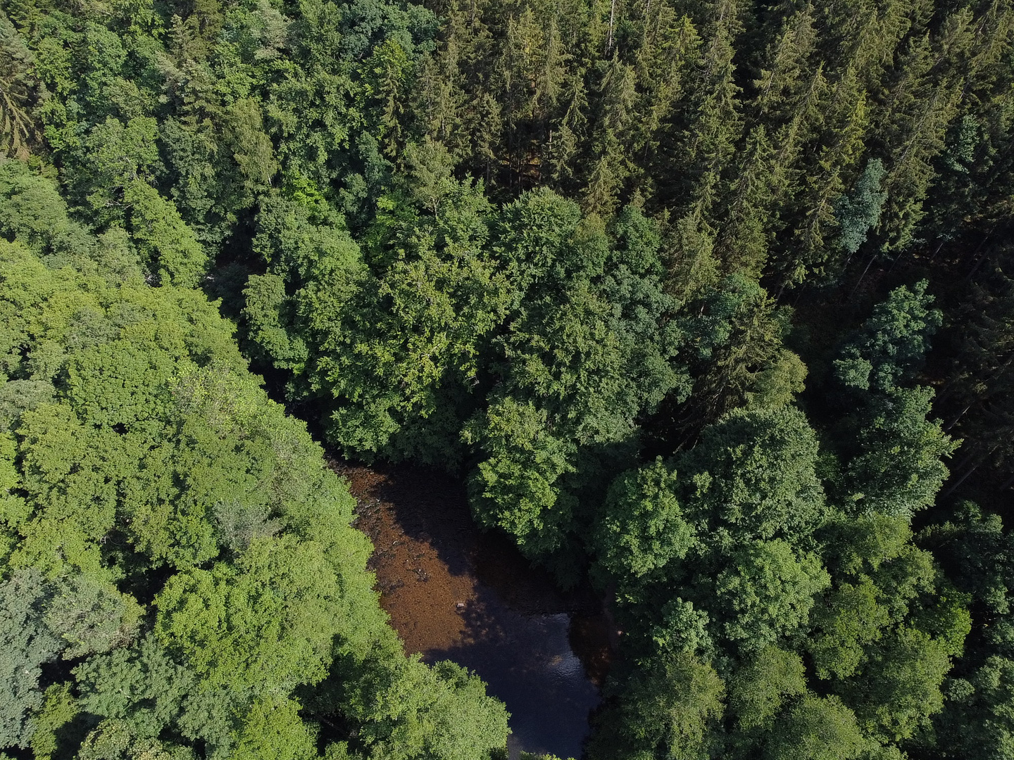 Wald mit Fluß 2