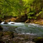 Wald mit Fluss