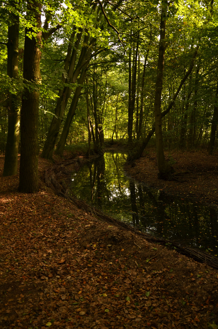 Wald mit Fluss |