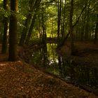 Wald mit Fluss |