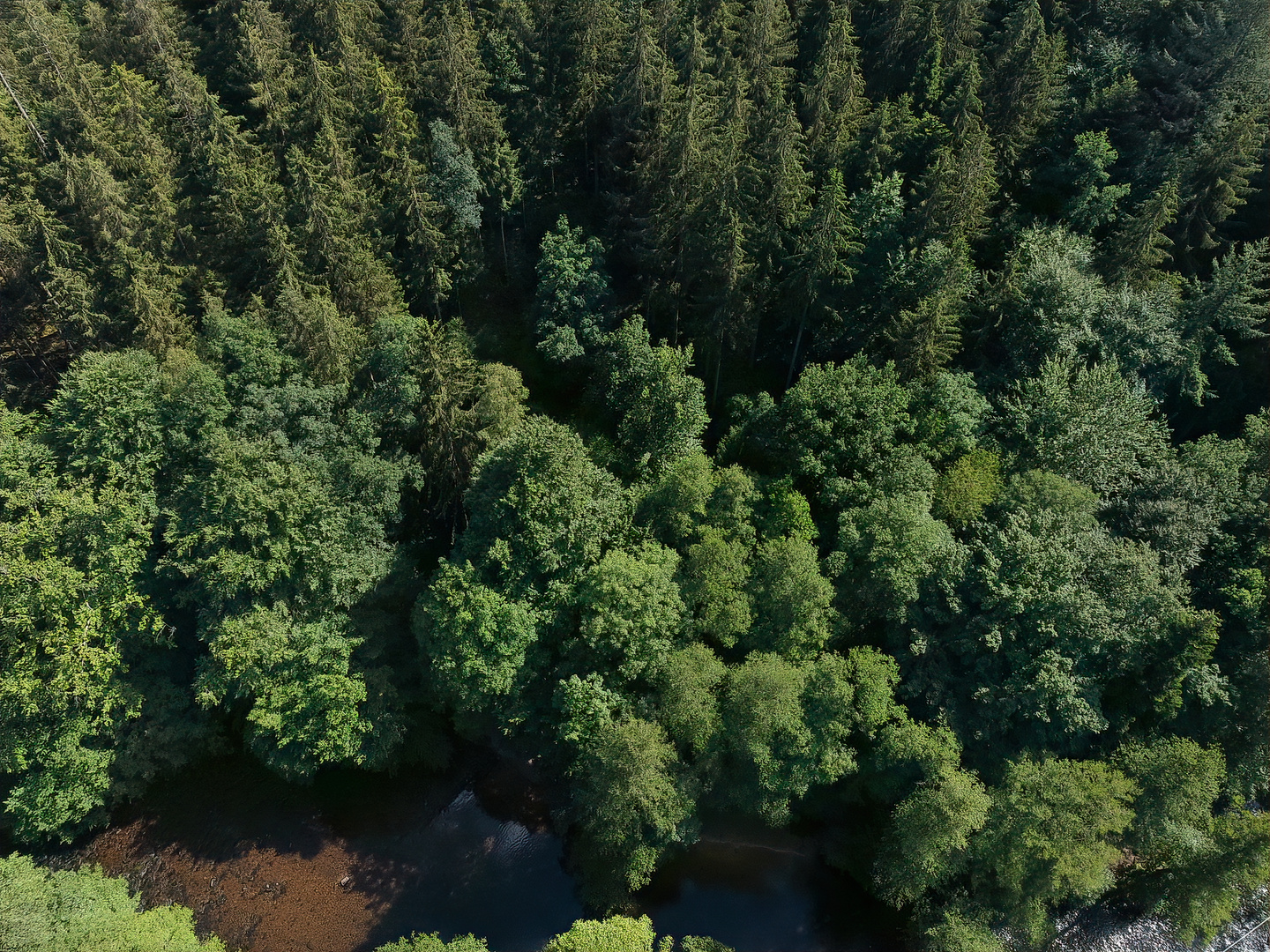 Wald mit Fluß