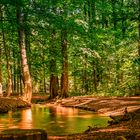 Wald mit Herz