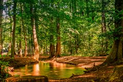 Wald mit Herz