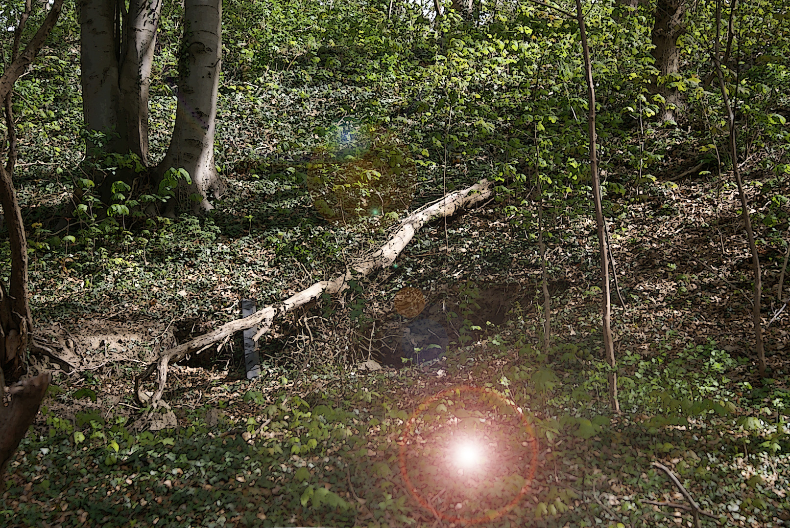 Wald mit Höhle