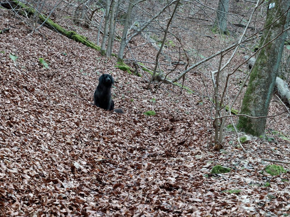 Wald mit Hund