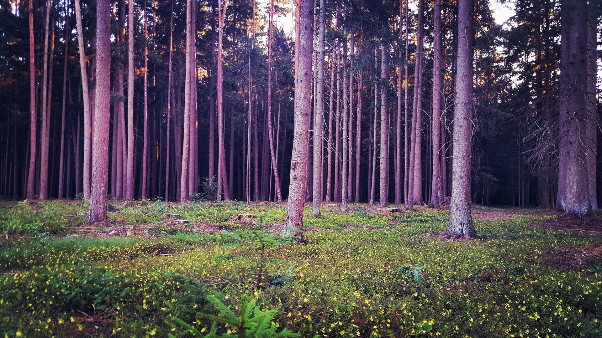 Wald mit knallgrünen Moosteppich