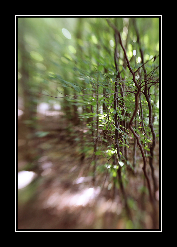 Wald mit "Lensbaby"02