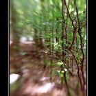 Wald mit "Lensbaby"02