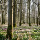 Wald mit Lerchensporn