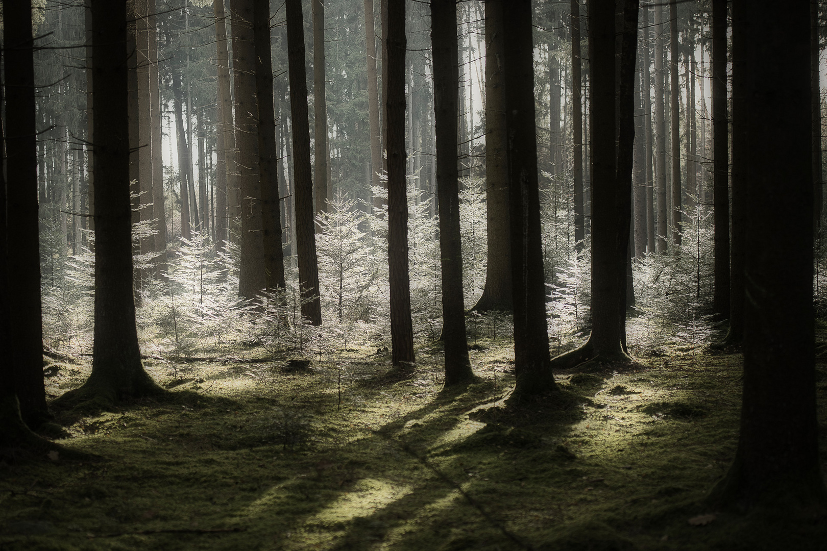 Wald mit Licht und Schatten