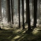 Wald mit Licht und Schatten