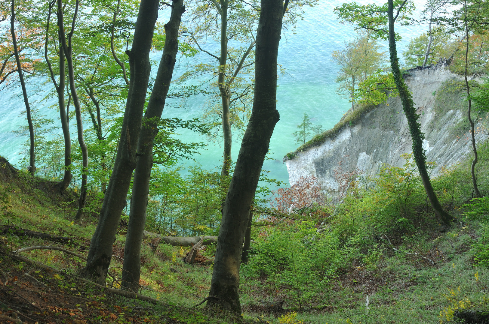 Wald mit Meerblick