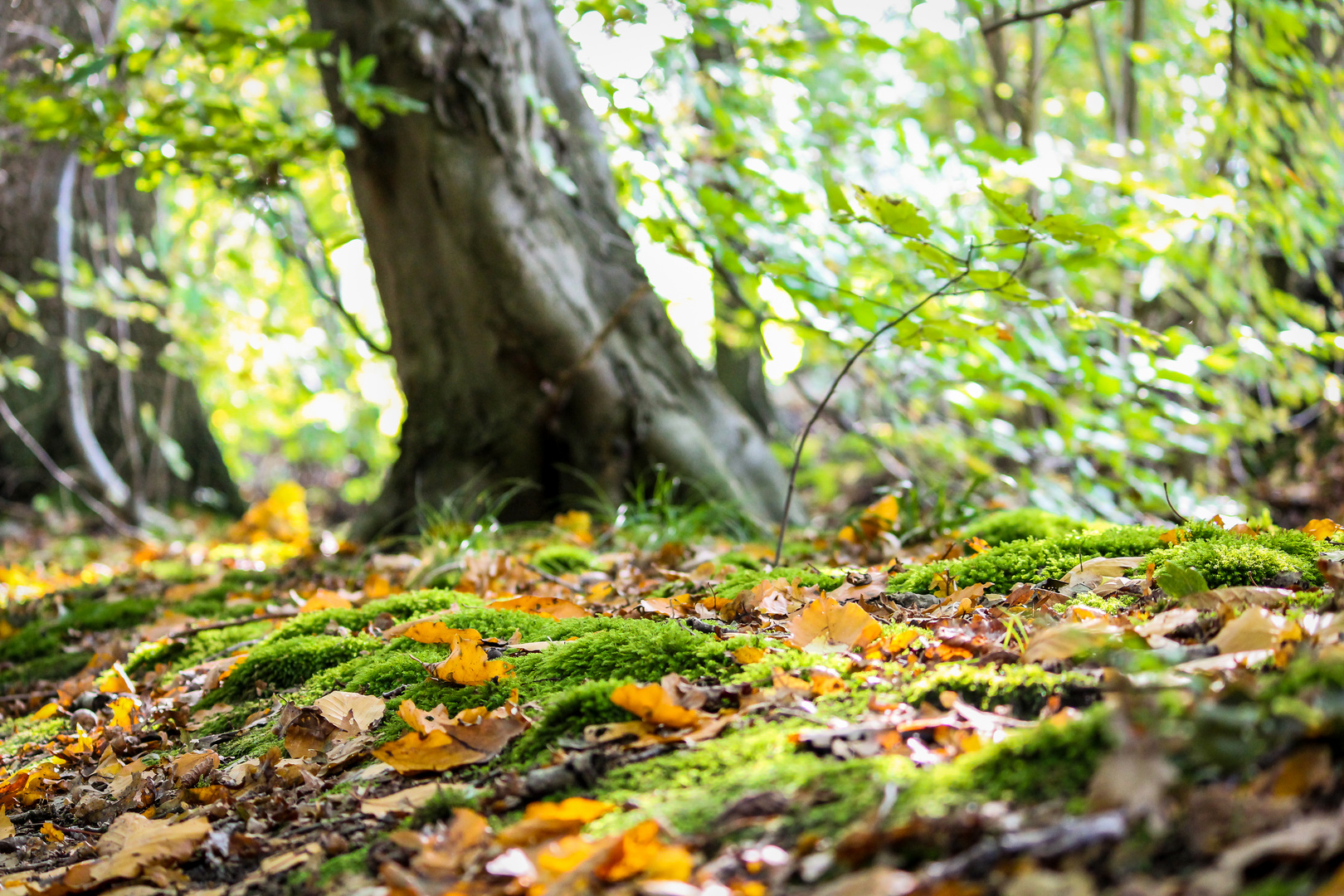 Wald mit Moos