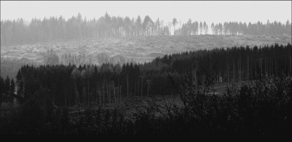 Wald mit Narben - Forest with scars