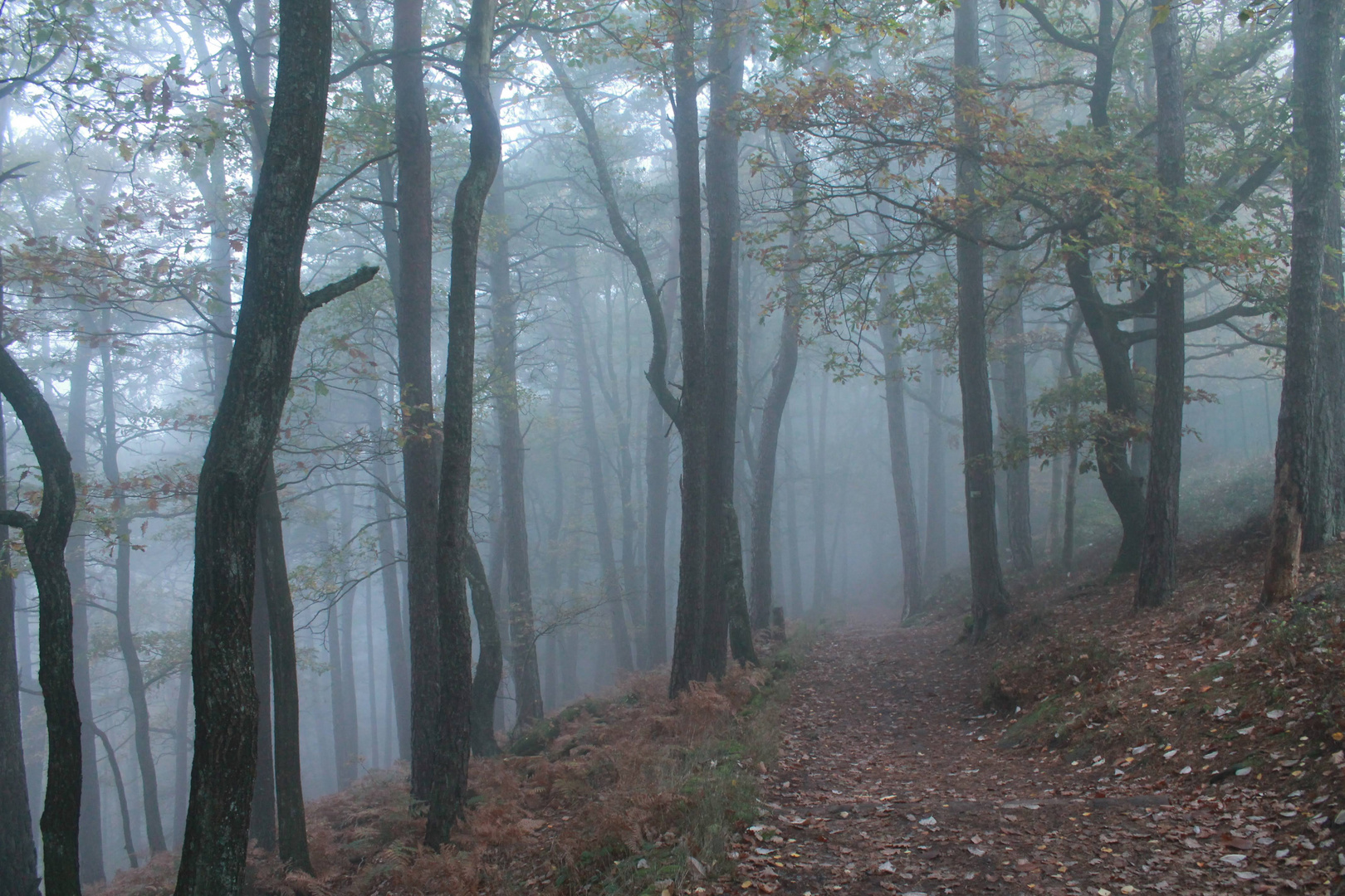 Wald mit Nebel (2)