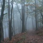 Wald mit Nebel (2)