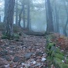 Wald mit Nebel