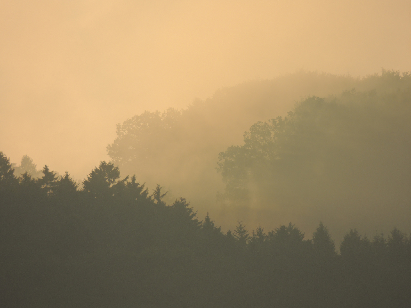 Wald mit Nebel