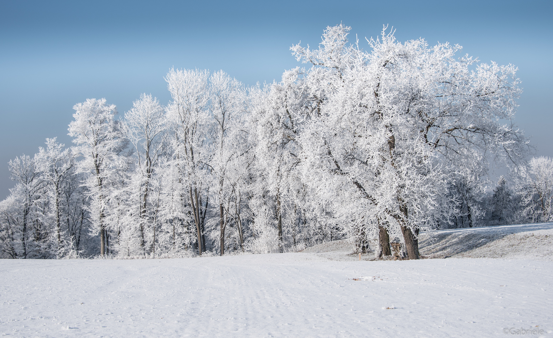 Wald mit Rauhreif