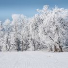 Wald mit Rauhreif