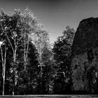 Wald mit Ruine