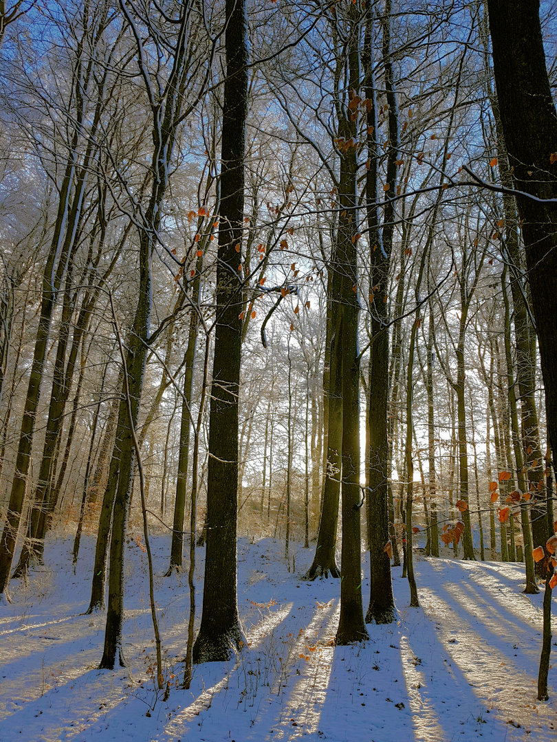 Wald mit Schnee 