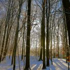 Wald mit Schnee 