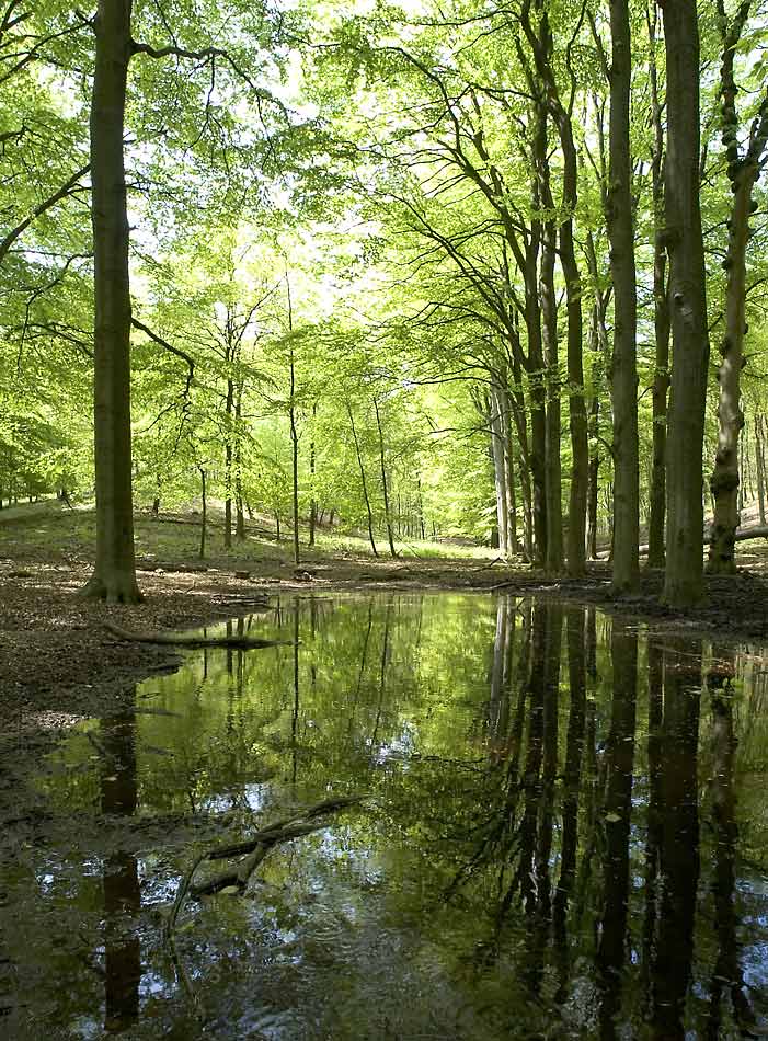 Wald mit Sigma 14 mm