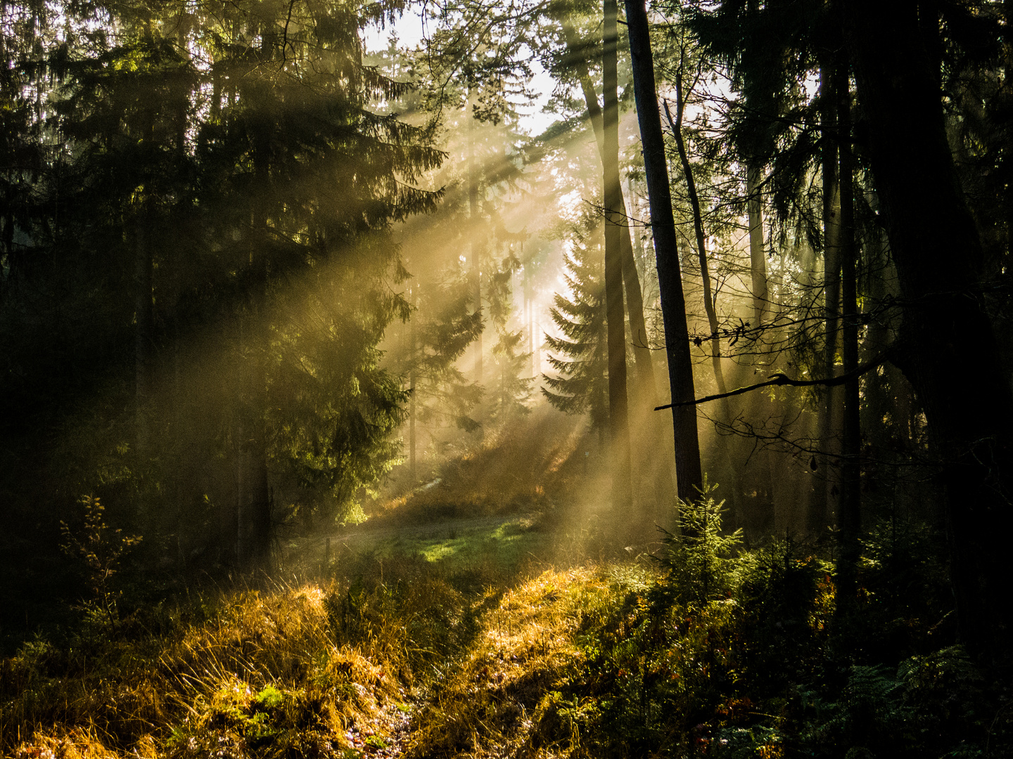 Wald mit Sonne