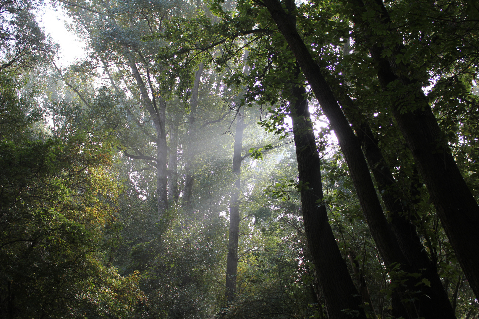 Wald mit Sonne