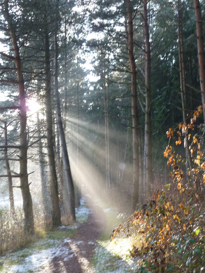 Wald mit Sonne