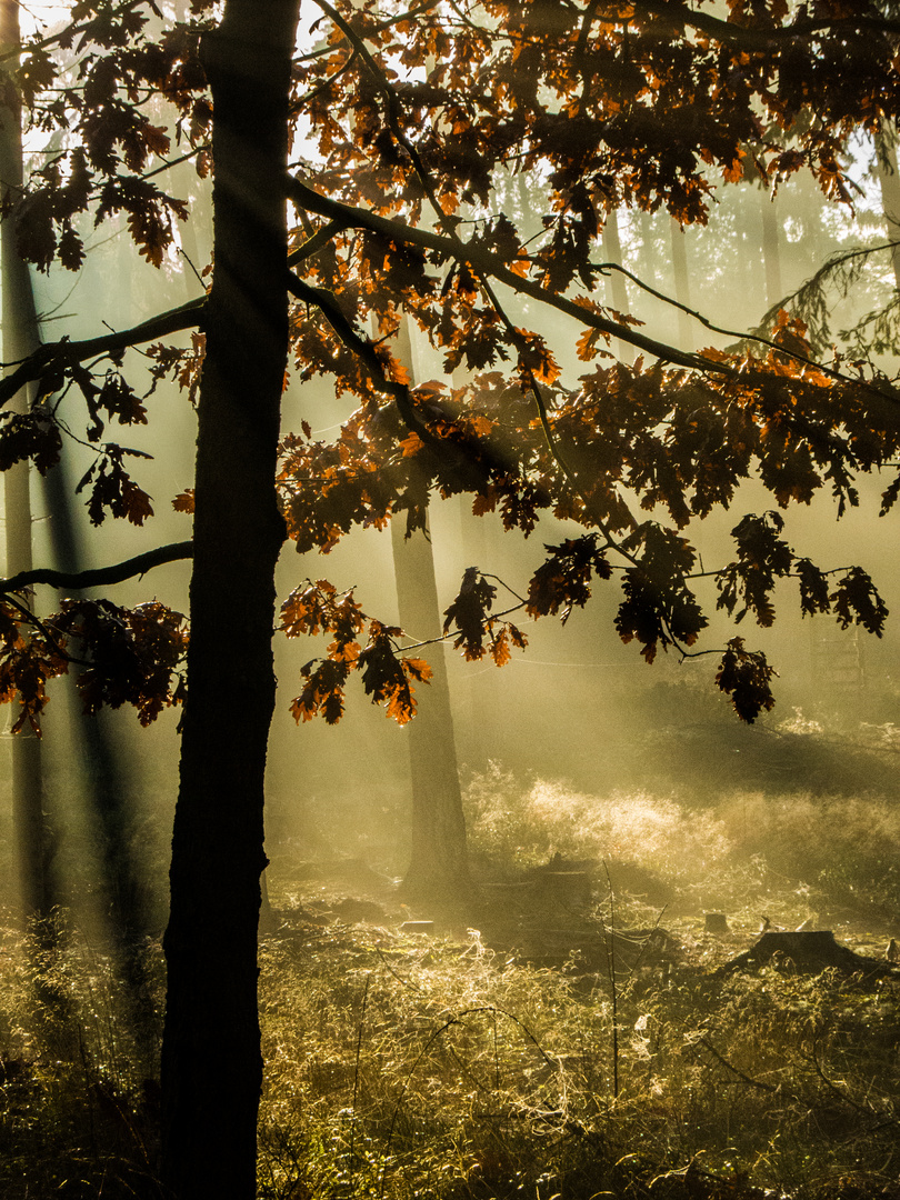 Wald mit Sonne III