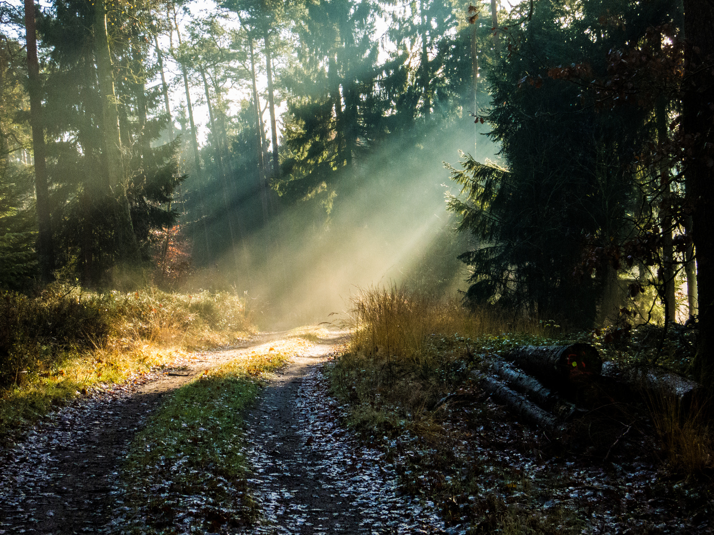 Wald mit Sonne IV